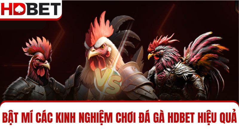 kinh nghiệm chơi đá gà HDBET