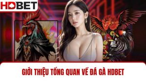 đá gà HDBET