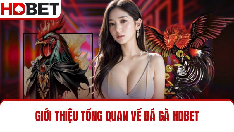 đá gà HDBET